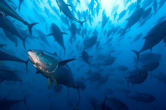 Photographer of the Year 2010 Celebrates the Underwater World